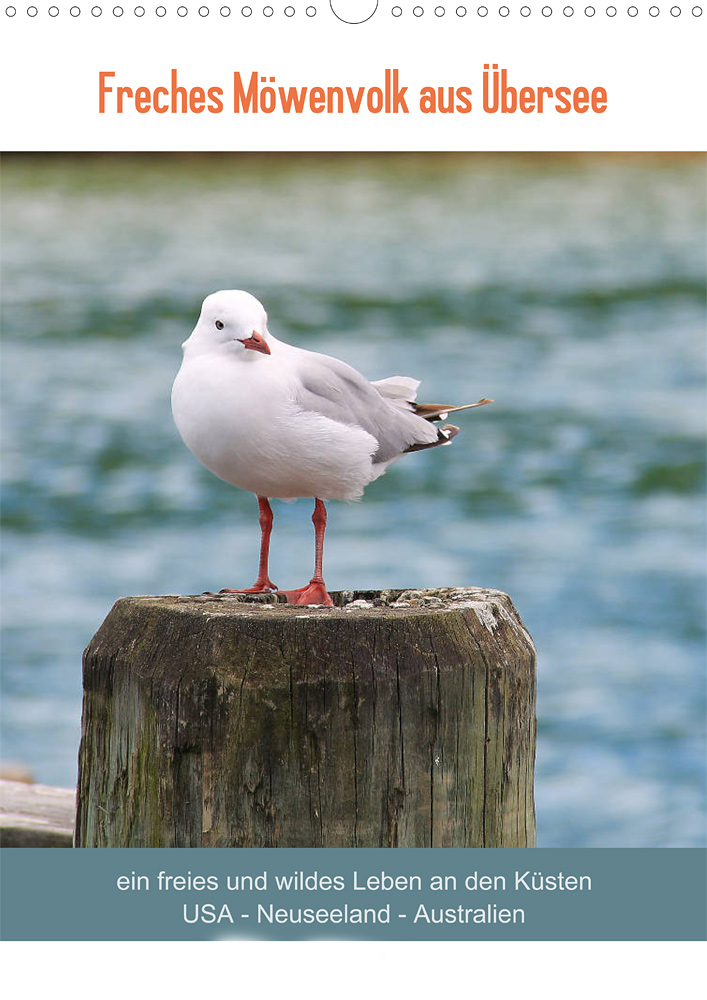 Tierkalender Freches Möwenvolk aus Übersee