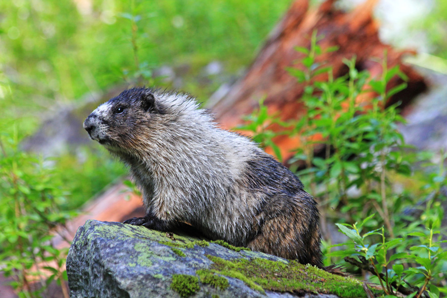 Fotografie Tiere - Murmeltier